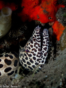 Moray eel at the cleaning staition. by Beate Seiler 